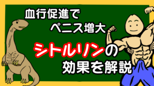 シトルリンの効果を解説!血行促進でペニス増大